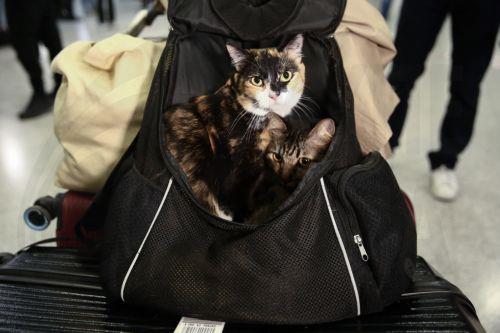 epa12831004 A cat sits inside its owner's luggage after being repatriated on a flight organized by the Greek Ministry of Foreign Affairs from Abu Dhabi at Eleftherios Venizelos Airport in Athens, Greece, 18 March 2026. About 100 Greek nationals were repatriated under the Greek Ministry of Foreign Affairs' special 'Kivotos' operation, which includes the...