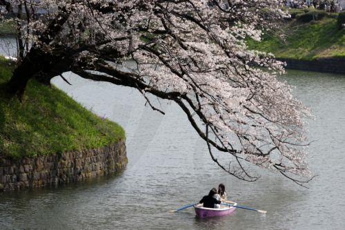 epa12859892 People rowing a boat enjoy the view of cherry blossoms in full bloom at Chidorigafuchi Moat in Tokyo, Japan, 30 March 2026. Cherry blossoms in central Tokyo have reached full bloom slightly earlier than usual this year.  EPA/FRANCK ROBICHON
