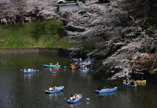 epa12859893 People rowing boats enjoy the view of cherry blossoms in full bloom at Chidorigafuchi Moat in Tokyo, Japan, 30 March 2026. Cherry blossoms in central Tokyo have reached full bloom slightly earlier than usual this year.  EPA/FRANCK ROBICHON