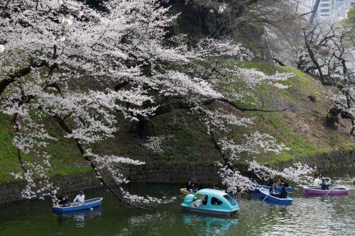 epa12859894 People rowing boats enjoy the view of cherry blossoms in full bloom at Chidorigafuchi Moat in Tokyo, Japan, 30 March 2026. Cherry blossoms in central Tokyo have reached full bloom slightly earlier than usual this year.  EPA/FRANCK ROBICHON