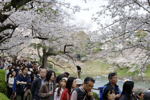 epa12859898 Visitors stroll beneath cherry blossoms in full bloom at Chidorigafuchi Moat in Tokyo, Japan, 30 March 2026. Cherry blossoms in central Tokyo have reached full bloom slightly earlier than usual this year.  EPA/FRANCK ROBICHON