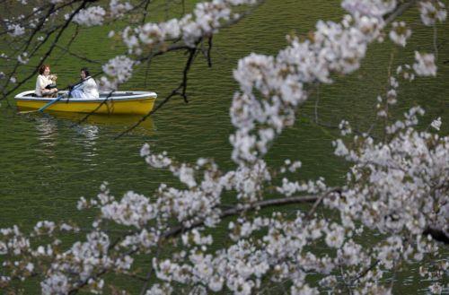 epaselect epa12859890 People rowing a boat enjoy the view of cherry blossoms in full bloom at Chidorigafuchi Moat in Tokyo, Japan, 30 March 2026. Cherry blossoms in central Tokyo have reached full bloom slightly earlier than usual this year.  EPA/FRANCK ROBICHON