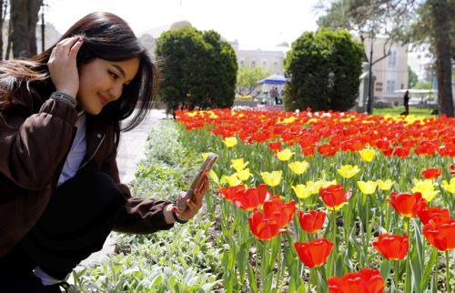 epa12879880 A woman takes a picture of tulips blooming in downtown Bishkek, Kyrgyzstan, 10 April 2026.  EPA/IGOR KOVALENKO