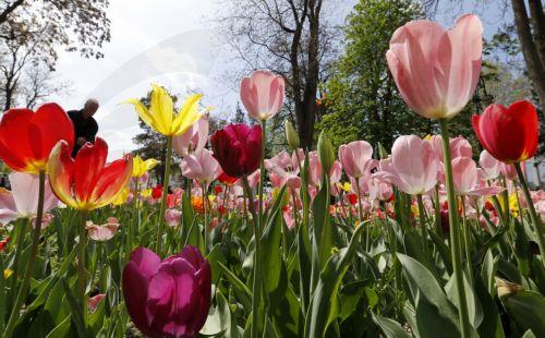 epa12879881 Tulips bloom in downtown Bishkek, Kyrgyzstan, 10 April 2026.  EPA/IGOR KOVALENKO