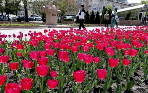 epa12879883 Kyrgyz people stroll through the city as tulips bloom in downtown Bishkek, Kyrgyzstan, 10 April 2026.  EPA/IGOR KOVALENKO