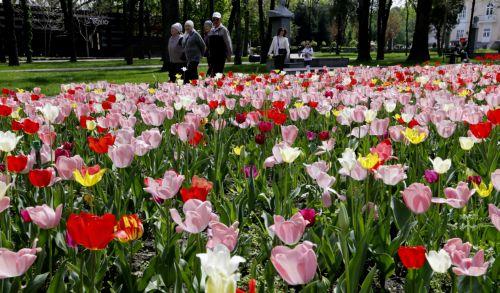 epa12879885 Kyrgyz people stroll through the city as tulips bloom in downtown Bishkek, Kyrgyzstan, 10 April 2026.  EPA/IGOR KOVALENKO