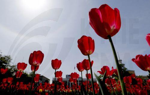 epa12879887 Tulips bloom in downtown Bishkek, Kyrgyzstan, 10 April 2026.  EPA/IGOR KOVALENKO