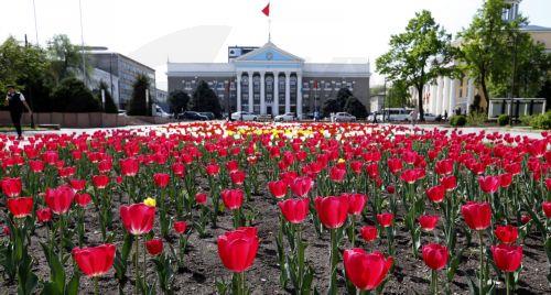 epa12879889 Tulips bloom in downtown Bishkek, Kyrgyzstan, 10 April 2026.  EPA/IGOR KOVALENKO