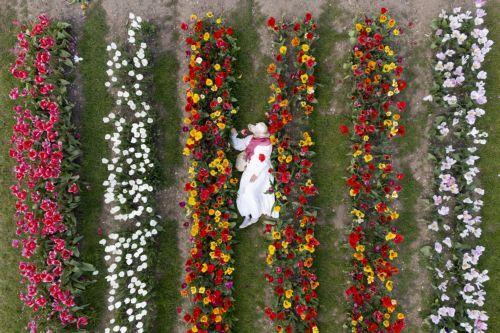 epa12902626 An aerial view taken with a drone shows a visitor posing for pictures with tulips at Tulleys Tulip Fields on a sunny day in St Albans, Hertfordshire, Britain, 20 April 2026. Tulleys Tulip Fields has over 750,000 tulips from over 100 varieties and most of them are in their peak bloom until 26 April, with the field open to the visitors until 04...