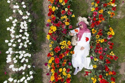 epa12902624 An aerial view taken with a drone shows a visitor posing for pictures with tulips at Tulleys Tulip Fields on a sunny day in St Albans, Hertfordshire, Britain, 20 April 2026. Tulleys Tulip Fields has over 750,000 tulips from over 100 varieties and most of them are in their peak bloom until 26 April, with the field open to the visitors until 04...