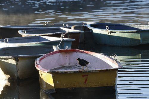 epa12929328 The autumn sun rises over rowing boats on Zoo Lake in Johannesburg, South Africa, 03 May 2026. The lake is a popular area for walkers, runners, and weekend picnics.  EPA/Kim Ludbrook