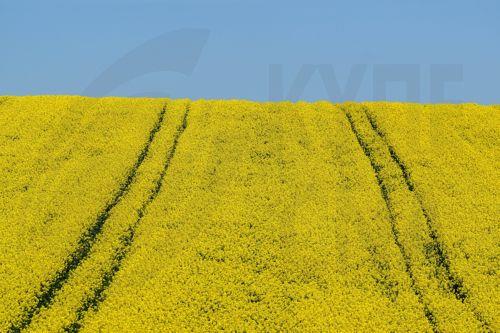 epa12929357 A view of rapeseed field in bloom near Zuklin, southeastern Poland, 02 May 2026 (issued 03 May 2026).  Poland is one of top EU producers of rapeseed for high-quality edible oils and sustainable biofuels.  EPA/DAREK DELMANOWICZ POLAND OUT