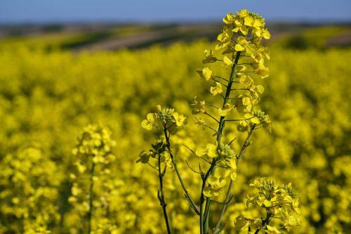 epa12929363 A view of rapeseed field in bloom near Zuklin, southeastern Poland, 02 May 2026 (issued 03 May 2026).  Poland is one of top EU producers of rapeseed for high-quality edible oils and sustainable biofuels.  EPA/DAREK DELMANOWICZ POLAND OUT