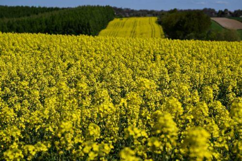 epa12929364 A view of rapeseed field in bloom near Zuklin, southeastern Poland, 02 May 2026 (issued 03 May 2026).  Poland is one of top EU producers of rapeseed for high-quality edible oils and sustainable biofuels.  EPA/DAREK DELMANOWICZ POLAND OUT
