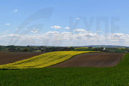 epa12929365 A view of rapeseed field in bloom near Zuklin, southeastern Poland, 02 May 2026 (issued 03 May 2026).  Poland is one of top EU producers of rapeseed for high-quality edible oils and sustainable biofuels.  EPA/DAREK DELMANOWICZ POLAND OUT