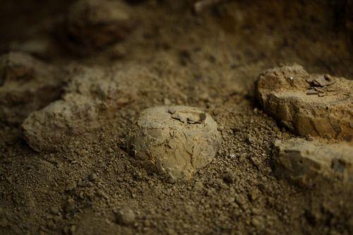 epa12952277 A general view of dinosaur eggs at the Dinosaur Museum-Park in Meze, southern France, 12 May 2026 (issued 13 May 2026). Founder of the park, Alain Cabot, who has discovered dozens of fossilised eggs on French territory, claims that his finds belong to the titanosaur genus. The discovery of about 100 dinosaur eggs dating back approximately 72...