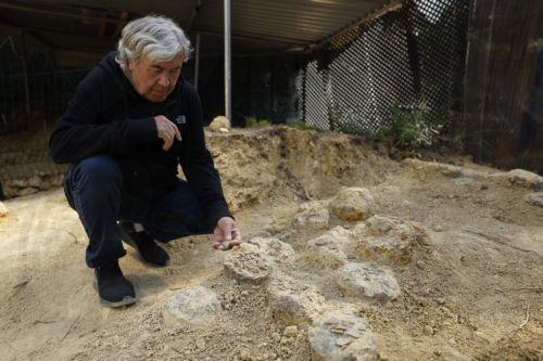 epa12952279 Geologist Alain Cabot poses with dinosaur eggs at the Dinosaur Museum-Park in Meze, southern France, 12 May 2026 (issued 13 May 2026). Founder of the park, Alain Cabot, has discovered dozens of fossilised eggs in French territory. The discovery of about 100 dinosaur eggs dating back approximately 72 million years makes this deposit one of the...