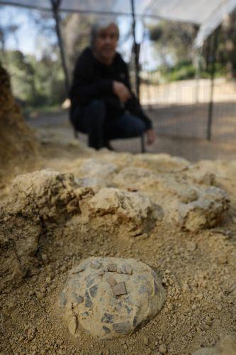 epa12952280 Geologist Alain Cabot poses with dinosaur eggs at the Dinosaur Museum-Park in Meze, southern France, 12 May 2026 (issued 13 May 2026). Founder of the park, Alain Cabot, has discovered dozens of fossilised eggs in French territory. The discovery of about 100 dinosaur eggs dating back approximately 72 million years makes this deposit one of the...