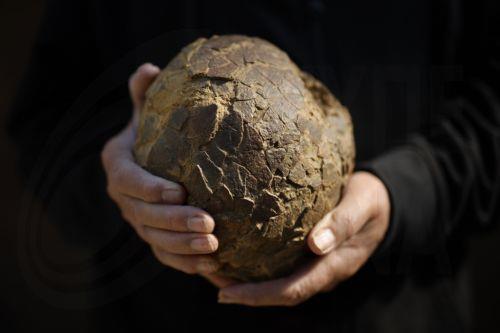 epa12952284 Geologist Alain Cabot poses with a dinosaur egg at the Dinosaur Museum-Park in Meze, southern France, 12 May 2026 (issued 13 May 2026). Founder of the park, Alain Cabot, has discovered dozens of fossilised eggs in French territory. The discovery of about 100 dinosaur eggs dating back approximately 72 million years makes this deposit one of the...