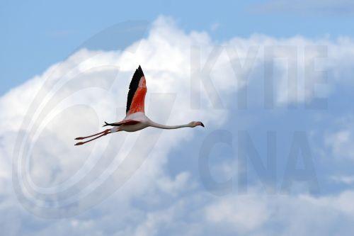 epa12972096 A greater flamingo (Phoenicopterus roseus) flies over the Pont de Gau Ornithological Park in the Camargue area, near Saintes-Maries-de-la-Mer, France, 18 May 2026. The park is known for allowing visitors to observe flamingos and other bird species in their natural habitat. The Camargue, already recognized as a UNESCO Biosphere Reserve, is the...