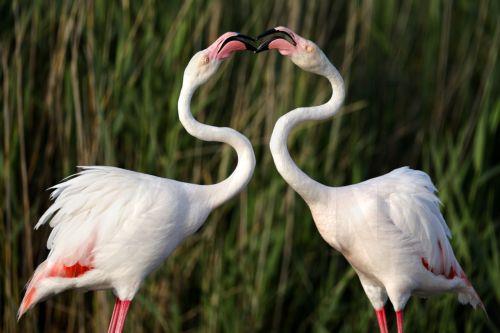 epa12972098 Greater flamingos (Phoenicopterus roseus) stand at the Pont de Gau Ornithological Park in the Camargue area, near Saintes-Maries-de-la-Mer, France, 18 May 2026. The park is known for allowing visitors to observe flamingos and other bird species in their natural habitat. The Camargue, already recognized as a UNESCO Biosphere Reserve, is the...