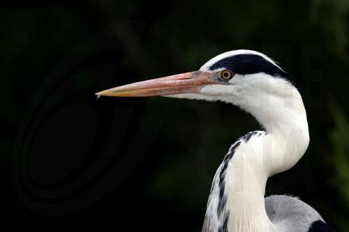 epa12972103 A grey heron (Ardea cinerea) stands in the Pont de Gau Ornithological Park in the Camargue area, near Saintes-Maries-de-la-Mer, France, 18 May 2026. The park is known for allowing visitors to observe flamingos and other bird species in their natural habitat. The Camargue, already recognized as a UNESCO Biosphere Reserve, is the subject of a...