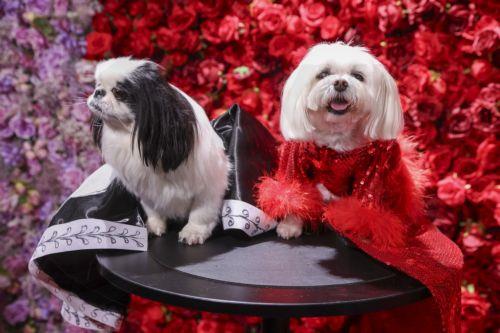 epa12972606 Dogs participate in the 'Pet Gala' in New York, New York, USA, 18 May 2026. During the event, canines are dressed in custom-made recreations of couture outfits worn by celebrities to the 2026 Met Gala.  EPA/SARAH YENESEL