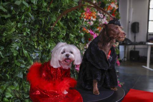 epa12972609 Dogs participate in the 'Pet Gala' in New York, New York, USA, 18 May 2026. During the event, canines are dressed in custom-made recreations of couture outfits worn by celebrities to the 2026 Met Gala.  EPA/SARAH YENESEL