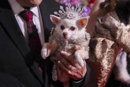 epa12972613 A dog dressed in a look inspired by Beyonce participates in the 'Pet Gala' in New York, New York, USA, 18 May 2026. During the event, canines are dressed in custom-made recreations of couture outfits worn by celebrities to the 2026 Met Gala.  EPA/SARAH YENESEL