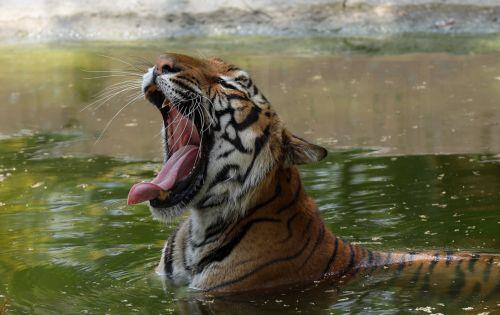 epa12998177 A Bengal tiger (Panthera tigris tigris) cools off in a pool inside its enclosure at the National Zoological Park in New Delhi, India, 27 May 2026. Zoo authorities are using water sprays and sprinklers to help the animals cope with a severe regional heatwave, as the India Meteorological Department (IMD) recorded temperatures reaching 44 degrees...