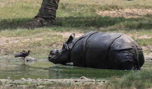 epa12998178 A rhinoceros (Rhinoceros unicornis) cools off in a pool inside its enclosure at the National Zoological Park in New Delhi, India, 27 May 2026. Zoo authorities are using water sprays and sprinklers to help the animals cope with a severe regional heatwave, as the India Meteorological Department (IMD) recorded temperatures reaching 44 degrees...