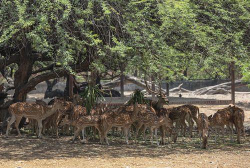 epa12998184 Spotted deer (Axis axis) eat under the shade of a tree inside their enclosure at the National Zoological Park in New Delhi, India, 27 May 2026. Zoo authorities are using water sprays and sprinklers to help the animals cope with a severe regional heatwave, as the India Meteorological Department (IMD) recorded temperatures reaching 44 degrees...