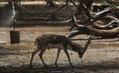 epa12998185 A blackbuck (Antilope cervicapra) cools off near a sprinkler inside its enclosure at the National Zoological Park in New Delhi, India, 27 May 2026. Zoo authorities are using water sprays and sprinklers to help the animals cope with a severe regional heatwave, as the India Meteorological Department (IMD) recorded temperatures reaching 44 degrees...