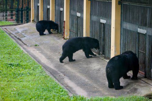 epa13032215 Moon bears walk inside the sanctuary at the Vietnam Bear Rescue Centre in Tam Dao National Park, about 80 kilometers northwest of Hanoi, Vietnam, 12 June 2026. The center, which is operated by the international organization Animals Asia, is home to over 160 bears rescued from the bile farming industry. There are still around 150 bears being kept...