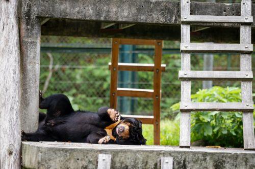 epa13032216 A sun bear plays inside its sanctuary at the Vietnam Bear Rescue Centre in Tam Dao National Park, about 80 kilometers northwest of Hanoi, Vietnam, 12 June 2026. The center, which is operated by the international organization Animals Asia, is home to over 160 bears rescued from the bile farming industry. There are still around 150 bears being...