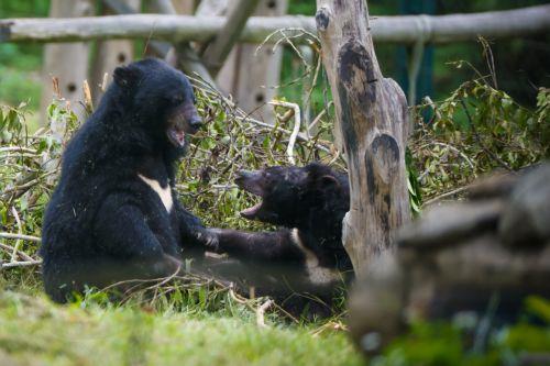 epa13032219 Moon bears play inside the sanctuary at the Vietnam Bear Rescue Centre in Tam Dao National Park, about 80 kilometers northwest of Hanoi, Vietnam, 12 June 2026. The center, which is operated by the international organization Animals Asia, is home to over 160 bears rescued from the bile farming industry. There are still around 150 bears being kept...