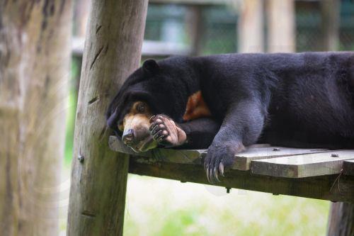 epa13032220 A sun bear sleeps inside its sanctuary at the Vietnam Bear Rescue Centre in Tam Dao National Park, about 80 kilometers northwest of Hanoi, Vietnam, 12 June 2026. The center, which is operated by the international organization Animals Asia, is home to over 160 bears rescued from the bile farming industry. There are still around 150 bears being...