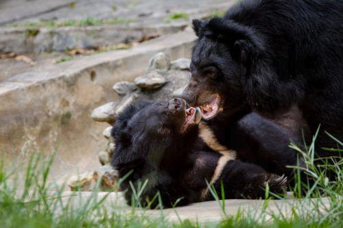 epa13032221 Moon bears play inside the sanctuary at the Vietnam Bear Rescue Centre in Tam Dao National Park, about 80 kilometers northwest of Hanoi, Vietnam, 12 June 2026. The center, which is operated by the international organization Animals Asia, is home to over 160 bears rescued from the bile farming industry. There are still around 150 bears being kept...