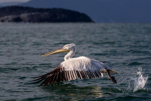 epa13068525 A pelican glides across the waters of Lake Prespa,  near the village of Konjsko, Republic of North Macedonia, 27 June 2026. Over the past two decades, Lake Prespa has lost a significant amount of water due to human activities and climate change, putting its rich biodiversity at risk. After a winter of heavy snowfall and abundant rainfall, the...