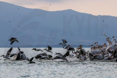epa13068527 Birds fly over Lake Prespa from the cost of Snake Island, close to the village of Konjsko, Republic of North Macedonia, 27 June 2026.  Over the past two decades, Lake Prespa has lost a significant amount of water due to human activities and climate change, putting its rich biodiversity at risk. After a winter of heavy snowfall and abundant...
