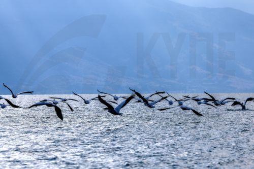 epa13068529 Birds fly over Lake Prespa near Snake Island, close to the village of Konjsko, Republic of North Macedonia, 27 June 2026. Over the past two decades, Lake Prespa has lost a significant amount of water due to human activities and climate change, putting its rich biodiversity at risk. After a winter of heavy snowfall and abundant rainfall, the...