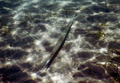 epa13070320 A fish swims along the seabed at Karathona Beach near Nafplio, Peloponnese region, Greece, 28 June 2026.  EPA/BOUGIOTIS EVANGELOS