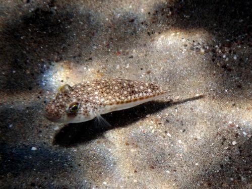 epa13070323 A silver-cheeked toadfish (Lagocephalus sceleratus) swims along the seabed at Karathona Beach near Nafplio, Peloponnese region, Greece, 28 June 2026. Fishermen in Greece are getting cash payouts to catch toxic fish, silver-cheeked toadfish (Lagocephalus sceleratus), migrating north into the Mediterranean Sea due to climate change.  EPA/BOUGIOTIS...