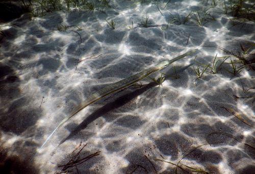 epa13070324 A fish swims along the seabed at Karathona Beach near Nafplio, Peloponnese region, Greece, 28 June 2026.  EPA/BOUGIOTIS EVANGELOS