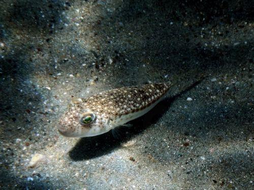 epa13070326 A silver-cheeked toadfish (Lagocephalus sceleratus) swims along the seabed at Karathona Beach near Nafplio, Peloponnese region, Greece, 28 June 2026. Fishermen in Greece are getting cash payouts to catch toxic fish, silver-cheeked toadfish (Lagocephalus sceleratus), migrating north into the Mediterranean Sea due to climate change.  EPA/BOUGIOTIS...