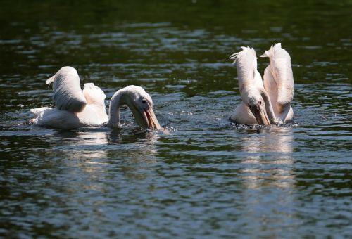 epa13098183 Pelicans submerge their heads in the water at St.James's Park in London, Britain, 08 July 2026. Amber and yellow heat-health alerts are in place across England as the UK braces for one of the longest-lasting heatwaves for fifty years. Temperatures may rise as high as 35 degrees Celsius for parts of southern England this week.  EPA/ANDY RAIN