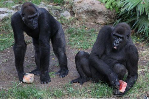 epa13107960 Two western lowland gorillas eat frozen fruit given by the Ramat Gan Safari team to cool off from the summer heat, at the Ramat Gan Safari, Israel, 13 July 2026.  EPA/ABIR SULTAN