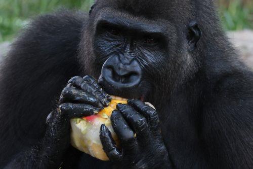 epa13107961 A western lowland gorilla eats frozen fruit given to it by the Ramat Gan Safari team to cool off from the summer heat, at the Ramat Gan Safari, Israel, 13 July 2026.  EPA/ABIR SULTAN