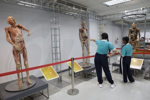 epa13116865 Thai students observe human anatomy specimens at the Museum of Human Body in Chulalongkorn University in Bangkok, Thailand, 17 July 2026. Opened in mid-2012, Thailand's Museum of Human Body is one of eleven such museums globally and the first in Southeast Asia exhibiting 131 donated specimens preserved through plastination imported from Japan of...