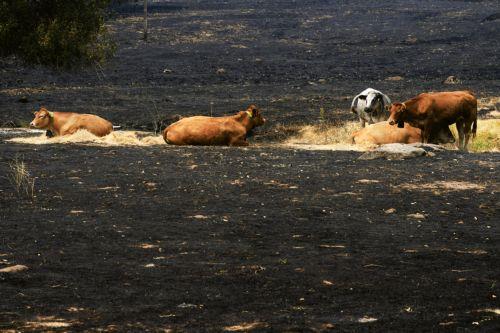 epa13135624 Cows sit in a burnt farm at the village of Casavieja, Avila, Spain, 27 July 2026. In Avila's region, 15 villages have been evacuated due to the fire. Multiple fires in Spain have forced the evacuation of about 115,000 people from the affected villages.  EPA/RAUL SANCHIDRIAN